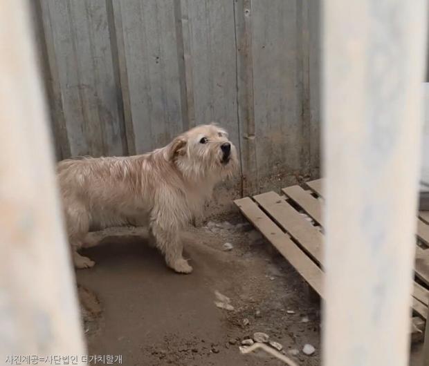 인천시동물보호소, 불법 야외 견사에 타지역 유기견 받아..'찜통에 죽어갈 것'