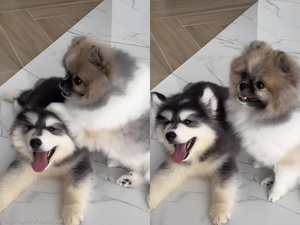 ⓒInstagram/maruhusky