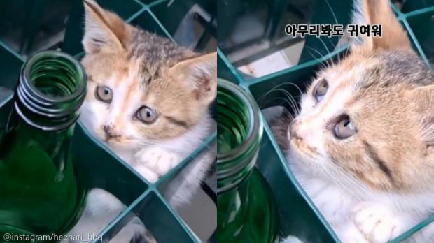 소주병 박스에 술병 말고 다른 것이...'잠시 아깽이좀 맡겼다옹'