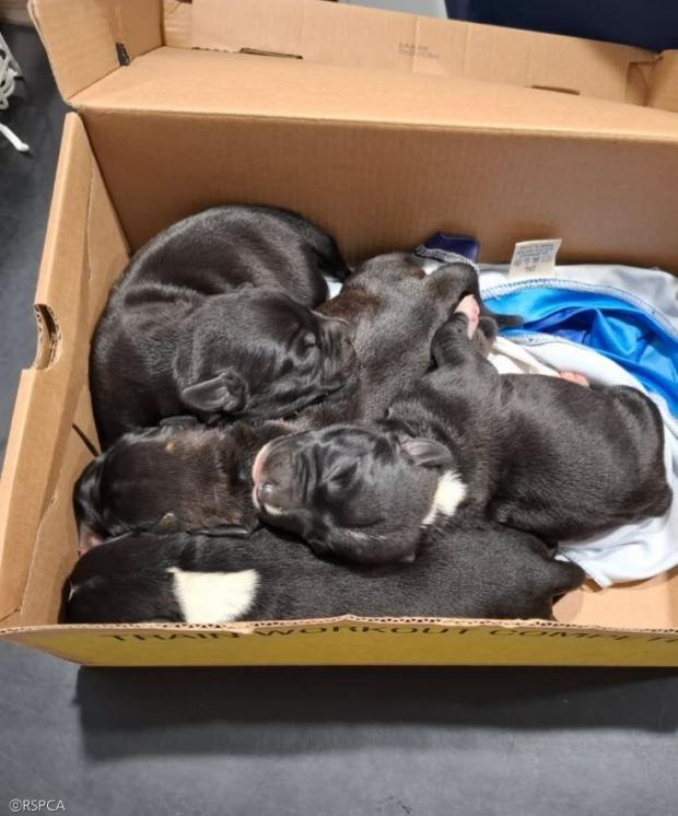 ⓒRSPCA