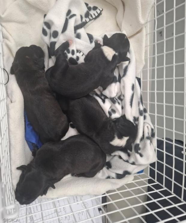 ⓒRSPCA