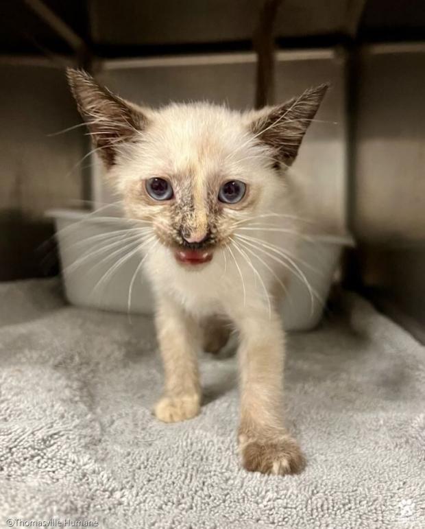 ⓒThomasville Humane