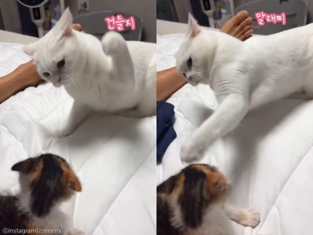 겁 없는 새끼 고양이 냥냥펀치 무서운 줄 모르고..'몇 대나 맞은 거야'