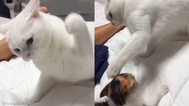 겁 없는 새끼 고양이 냥냥펀치 무서운 줄 모르고..'몇 대나 맞은 거야'