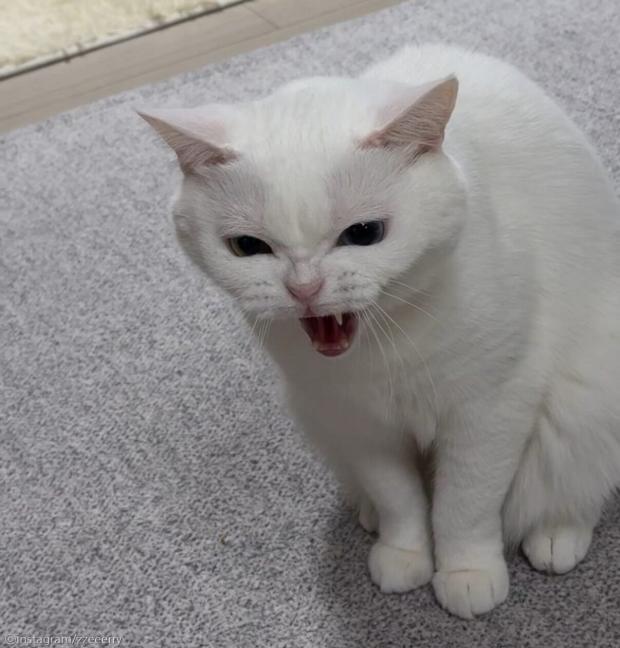 겁 없는 새끼 고양이 냥냥펀치 무서운 줄 모르고..'몇 대나 맞은 거야'