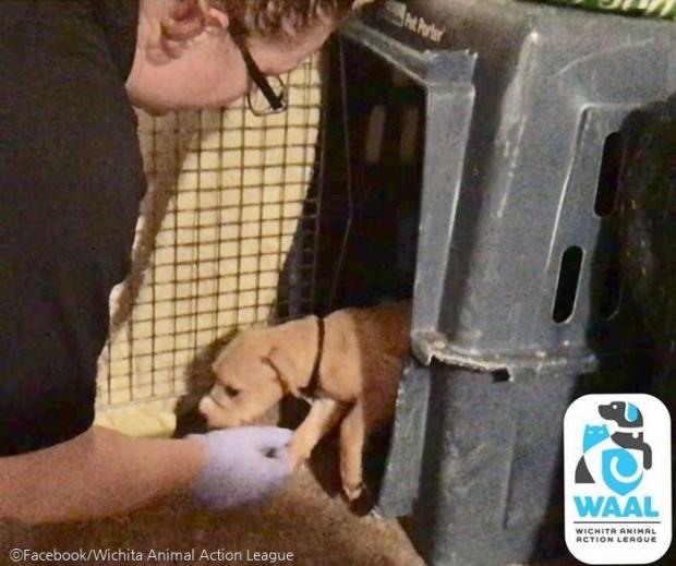 ⓒFacebook/Wichita Animal Action League
