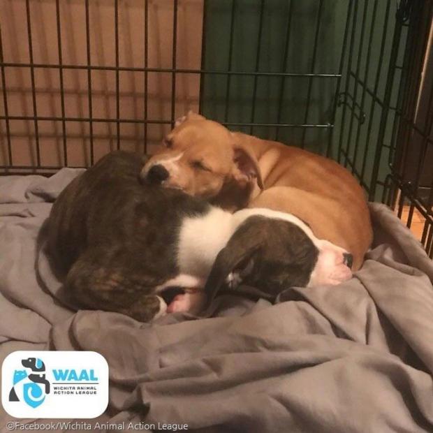 ⓒFacebook/Wichita Animal Action League