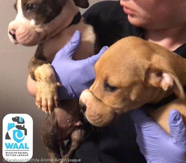 ⓒFacebook/Wichita Animal Action League