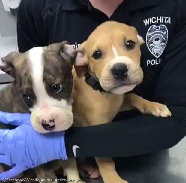 ⓒFacebook/Wichita Animal Action League