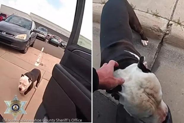 ⓒFacebook/Arapahoe County Sheriff's Office