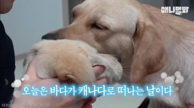 어린 강아지 나이 부풀려 해외 입양 보낸 동물단체..검역본부 나섰다