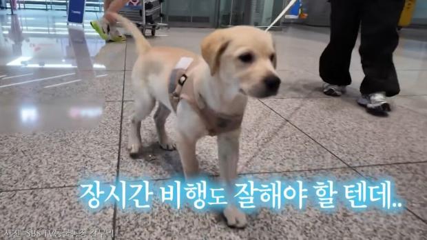 어린 강아지 나이 부풀려 해외 입양 보낸 동물단체..검역본부 나섰다