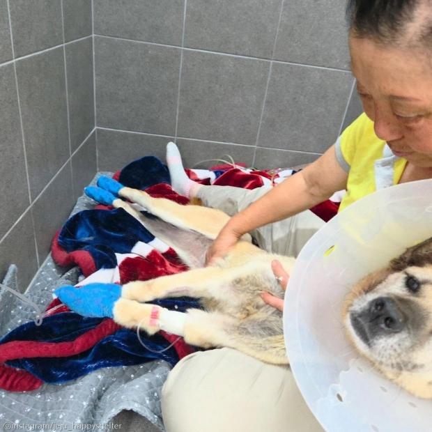 온몸 만신창이 개를 새벽에 보호소 앞에 유기..