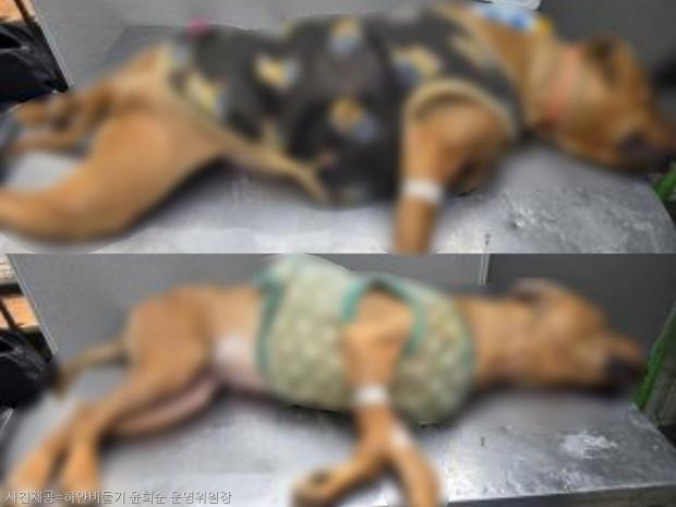 번식장에서 똑같이 구조됐는데..공고 없이 1시간 만에 안락사된 핏불 9마리