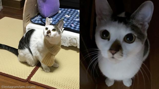 알다가도 모를 고양이의 앞구르기 재롱잔치..정확도에 우아함까지 '완벽'