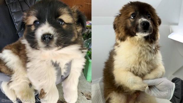 3개월 사이에 몰라보게 자란 강아지 '안락사 예정'..아직 가족 찾고 있어요