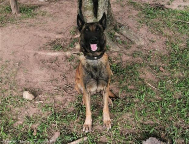 ⓒEjército Nacional de Colombia