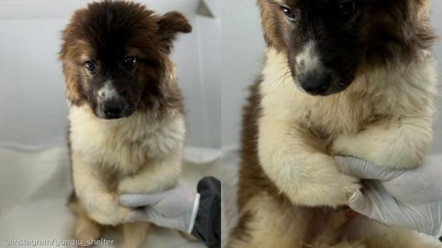 3개월 사이에 몰라보게 자란 강아지 '안락사 예정'..아직 가족 찾고 있어요
