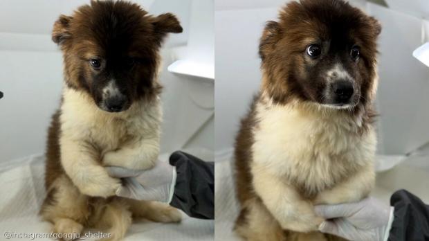 3개월 사이에 몰라보게 자란 강아지 '안락사 예정'..아직 가족 찾고 있어요