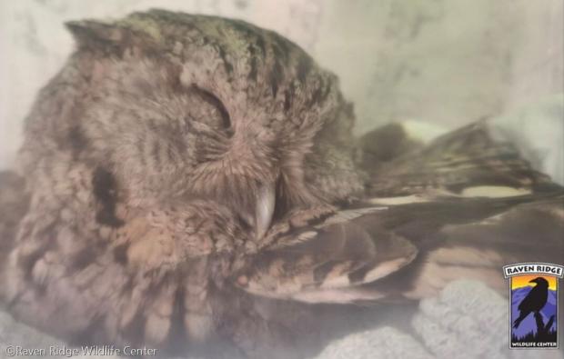 ⓒRaven Ridge Wildlife Center