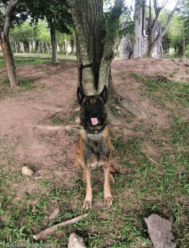 ⓒEjército Nacional de Colombia
