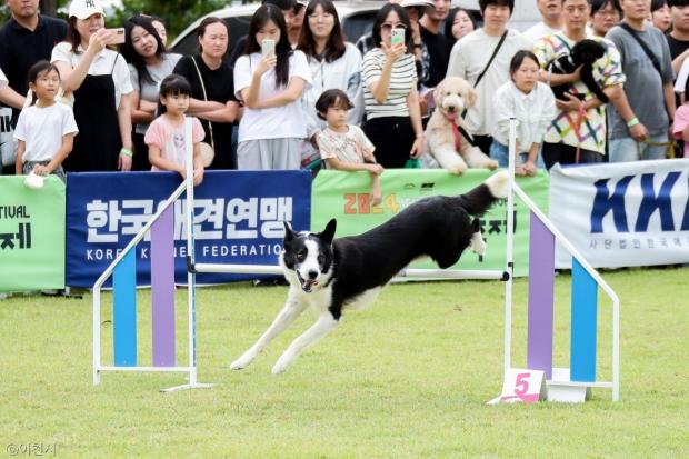 ⓒ노트펫