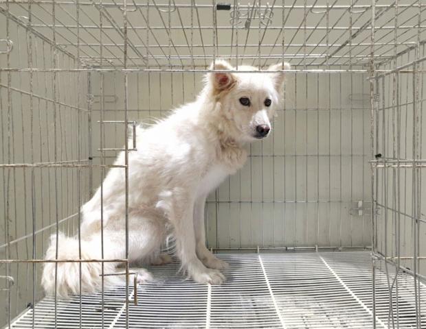 개장수 트럭에서 실려 가던 강아지들, 구조됐지만..'보호소에서 나갈 수 있을까'