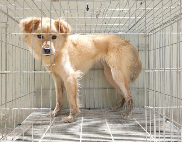 개장수 트럭에서 실려 가던 강아지들, 구조됐지만..'보호소에서 나갈 수 있을까'