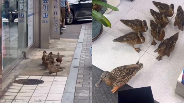 도심 한복판에서 길 잃어버린 오리 가족..시민들 너도나도 도와