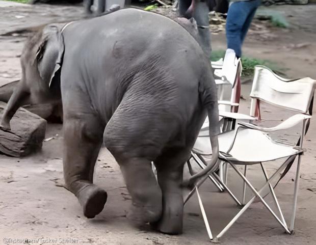 ⓒInstagram/Tusker Shelter