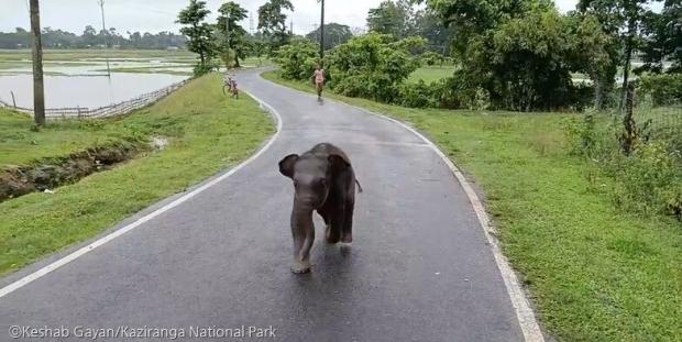 ⓒKeshab Gayan/Kaziranga National Park