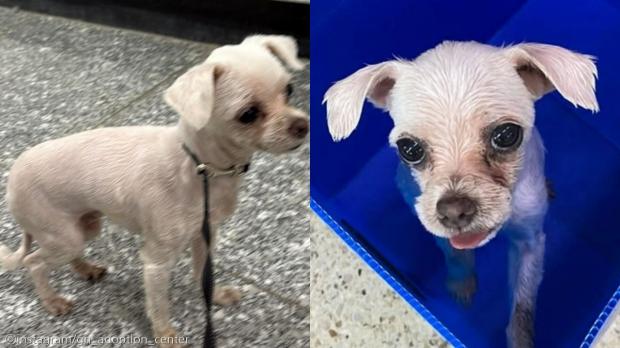 깔끔하게 미용된 모습으로 떠돌던 말티즈..혹시 '이별 미용'?