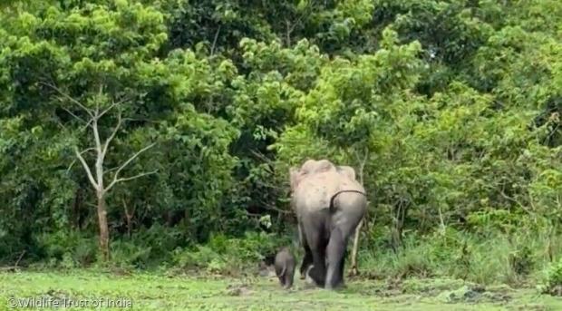 ⓒWildlife Trust of India