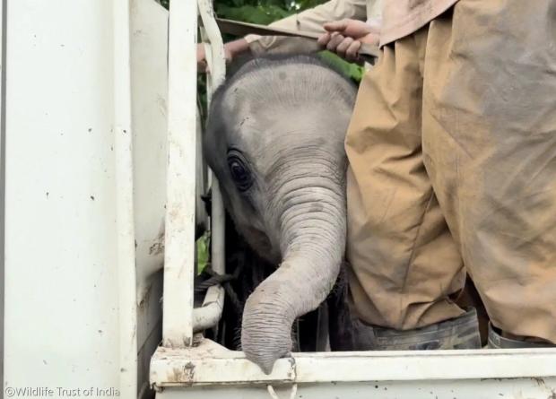 ⓒWildlife Trust of India