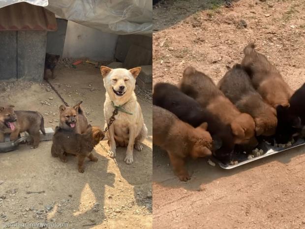 극한 더위 속 바깥에 묶여 사는 강아지들에게 '시원한 등목' 시켜준 사람