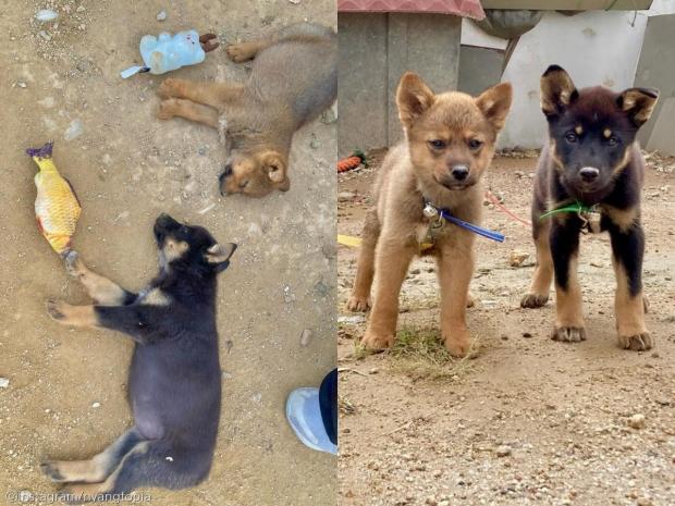 극한 더위 속 바깥에 묶여 사는 강아지들에게 '시원한 등목' 시켜준 사람