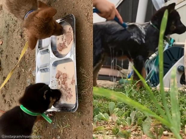 극한 더위 속 바깥에 묶여 사는 강아지들에게 '시원한 등목' 시켜준 사람