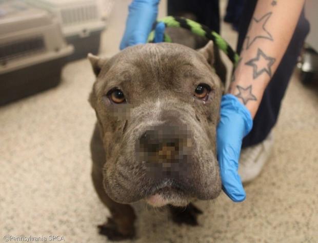 ⓒPennsylvania SPCA