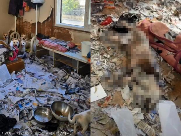 30년 애니멀 호더 집에서 구조된 개들..만삭견까지 시보호소행 '안락사 가능'