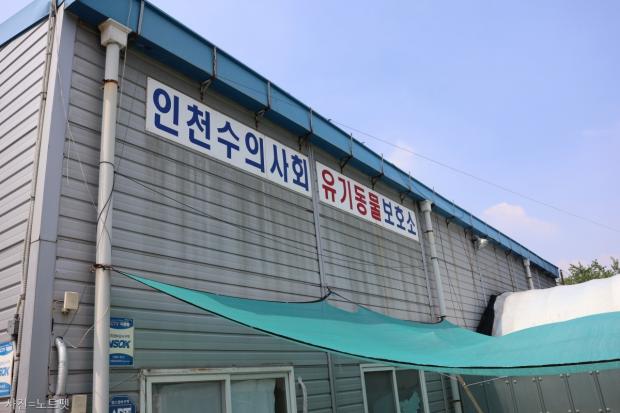 시보호소 불법 야외견사 직접 가보니..폭염으로 달궈진 비닐하우스에서 버티는 개들