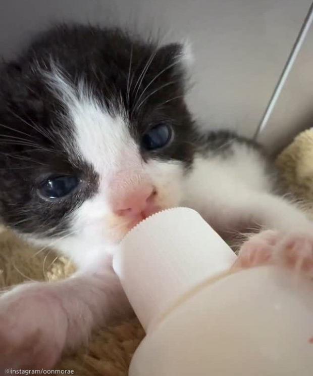 길에서 아기 고양이 데려왔더니..가장 신난 건 '우리 집 개'