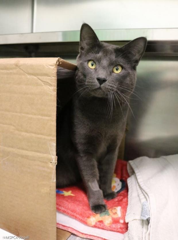 ⓒMSPCA-Angell