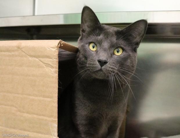 ⓒMSPCA-Angell