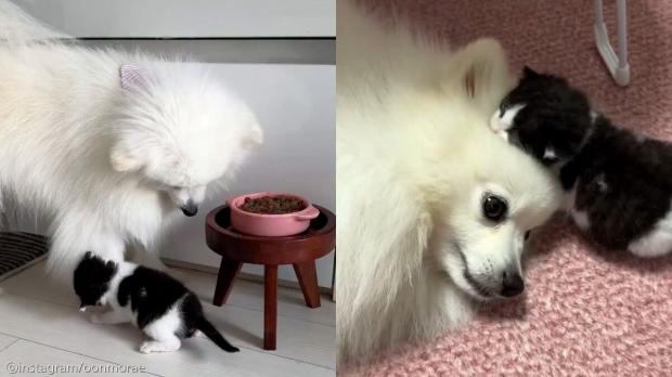 길에서 아기 고양이 데려왔더니..가장 신난 건 '우리 집 개'