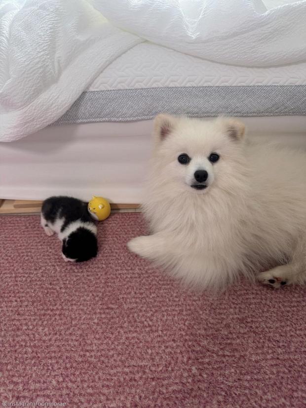 길에서 아기 고양이 데려왔더니..가장 신난 건 '우리 집 개'