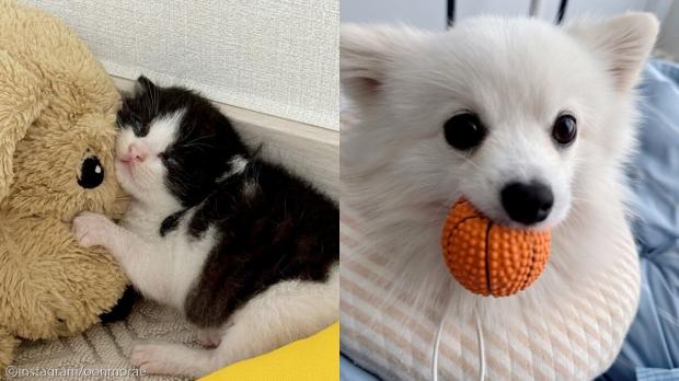 길에서 아기 고양이 데려왔더니..가장 신난 건 '우리 집 개'
