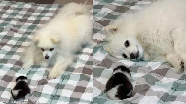길에서 아기 고양이 데려왔더니..가장 신난 건 '우리 집 개'