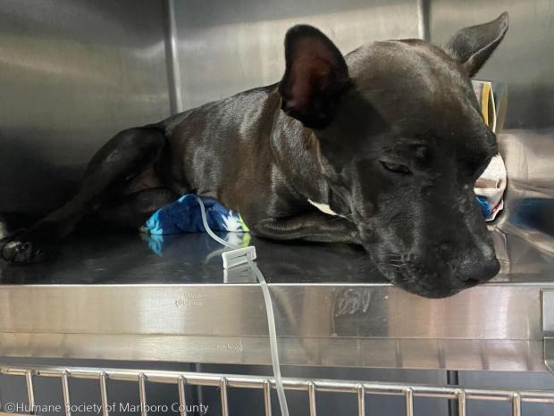 ⓒHumane Society of Marlboro County