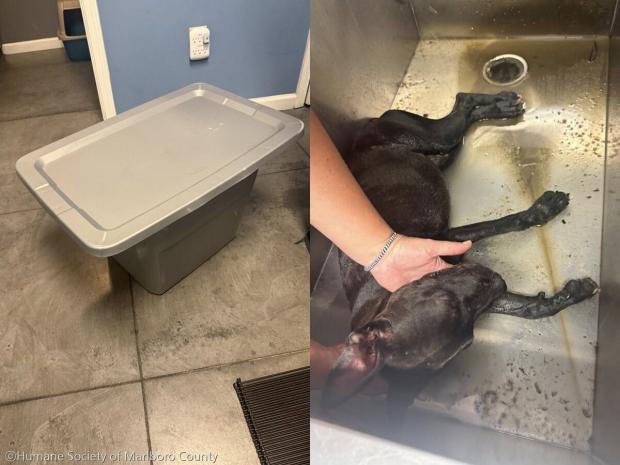 ⓒHumane Society of Marlboro County