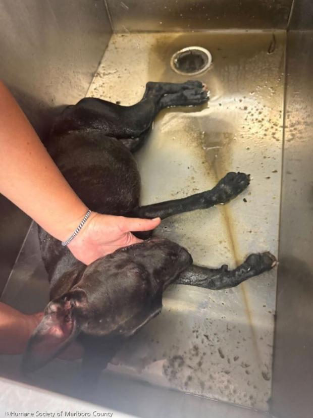 ⓒHumane Society of Marlboro County